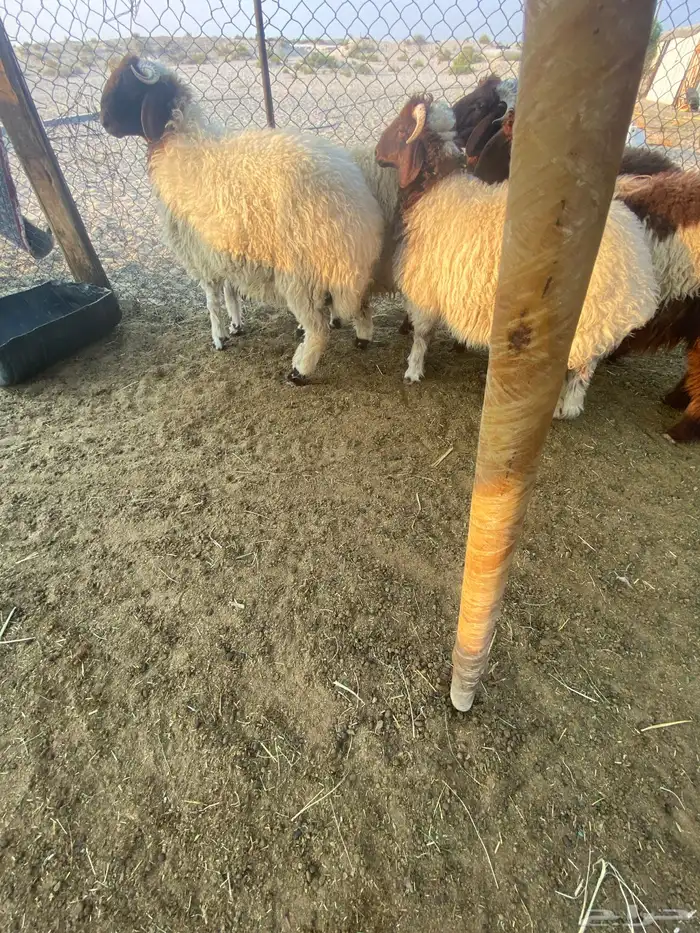 خرفان نعيم 3