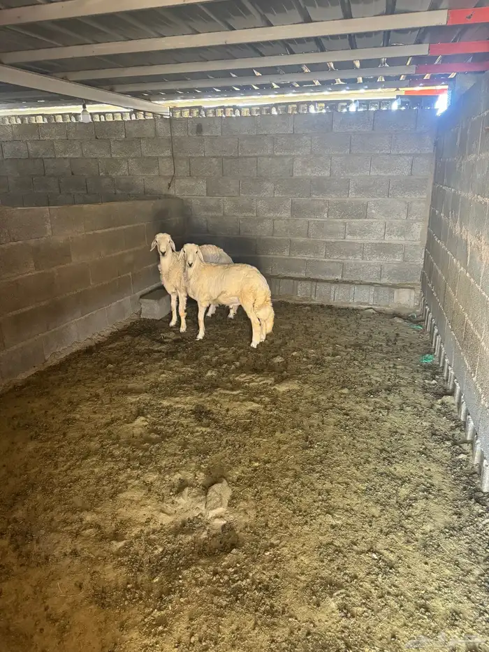 طليان جبره للبيع 2