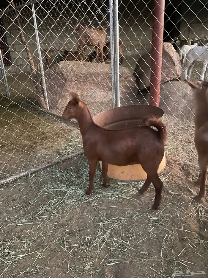 عنقاان مقاني 1