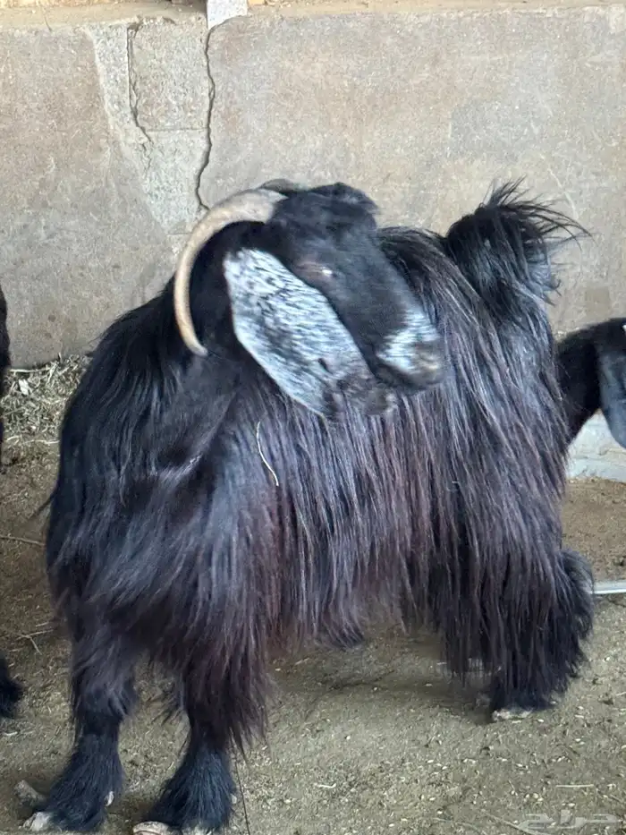 معزا خلفات تم البيع 4