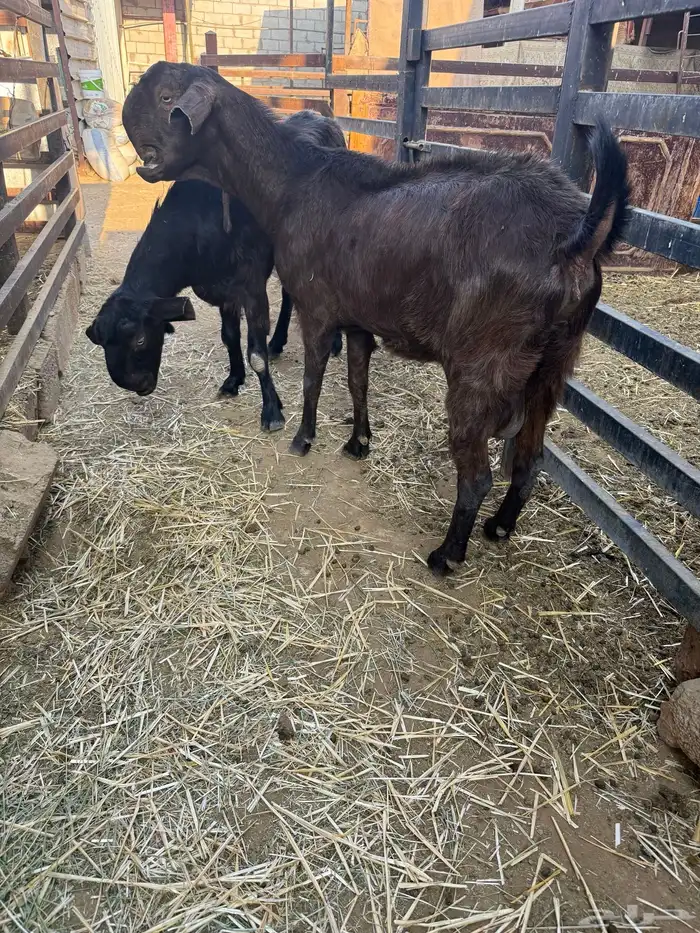 معزى شاميات دهم 0