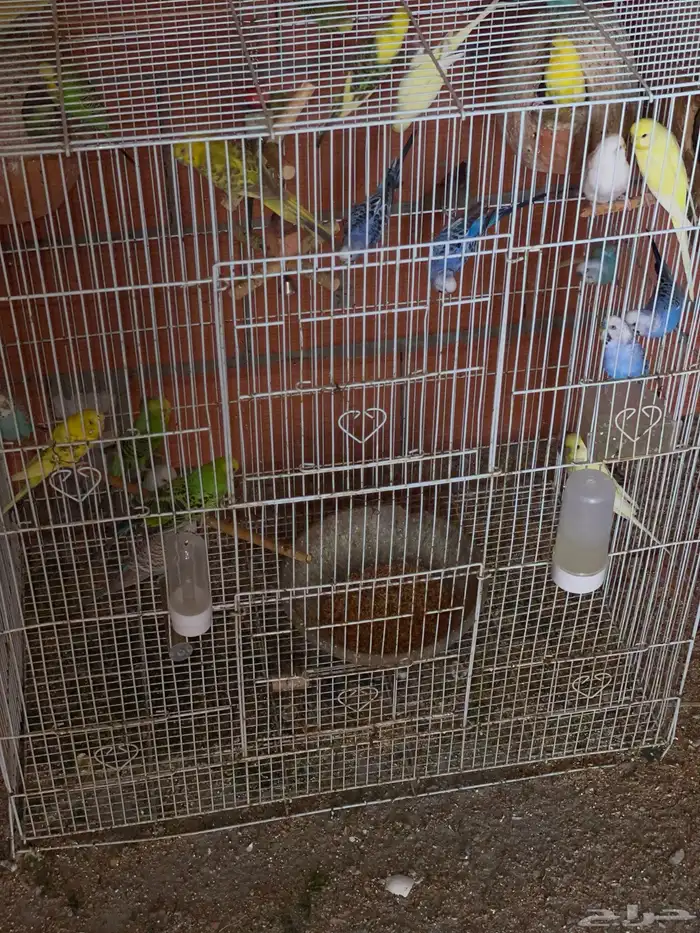 طيور الحب البادجي منتجه على ضمانتي 1