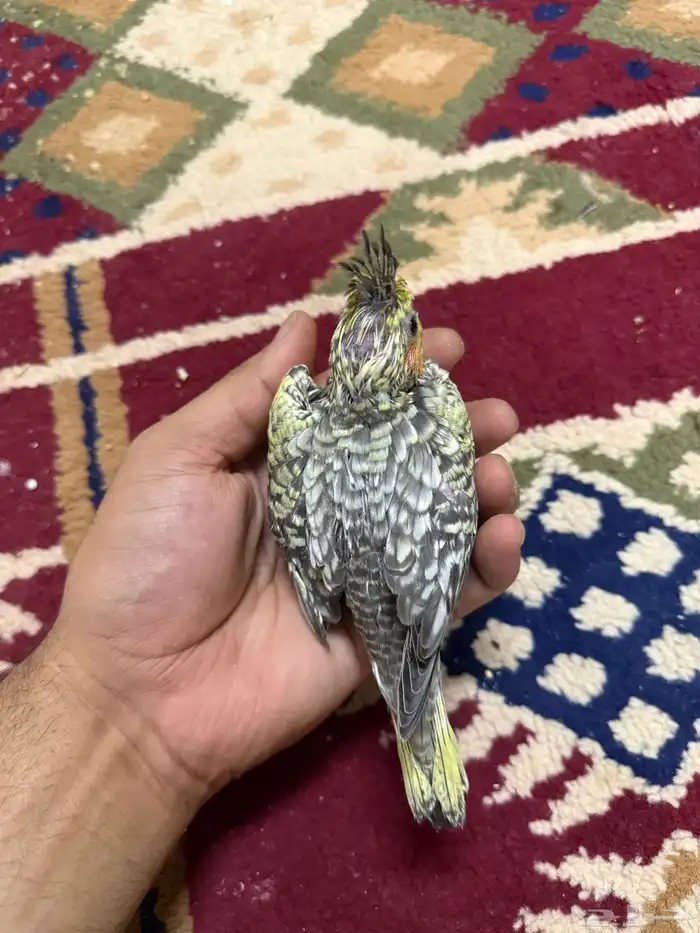 للبيع فرخين كروان 3