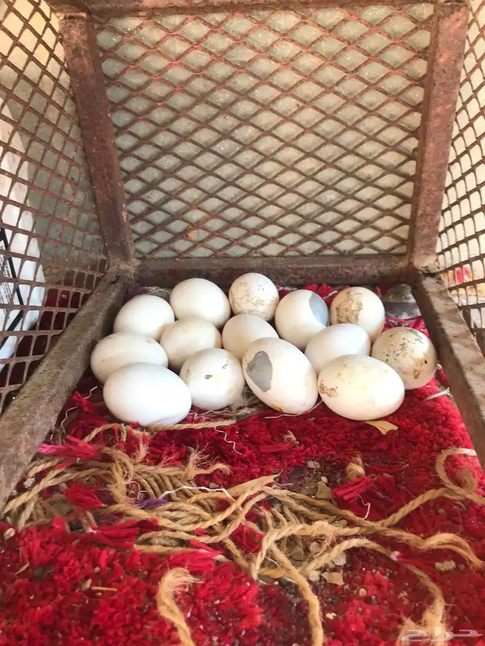 دجاجه صحه 100 الديوكه صحه100 1