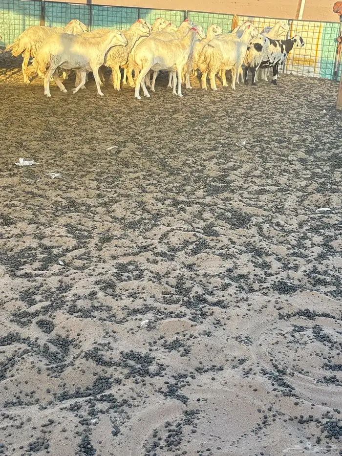 غنم حريات حيل العدد حوالي 25 4