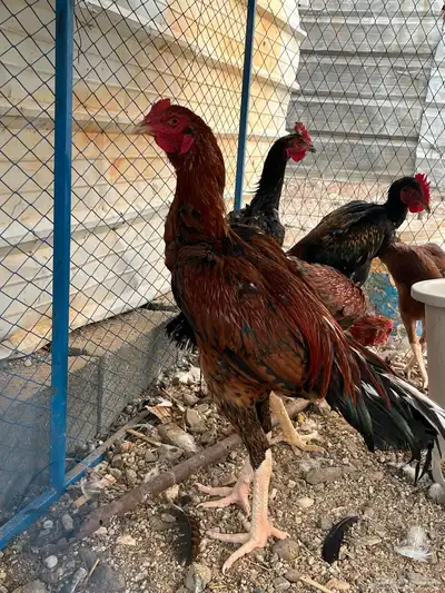 ديك سندي فاخر index