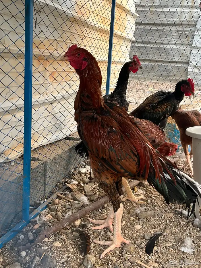 ديك سندي فاخر 2