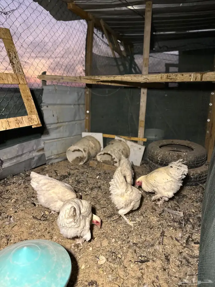 دجاج تركي اللوان تفتح النفس ماشاء الله والبيع سمح 7