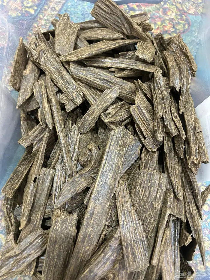 عود سومطري محسن 2