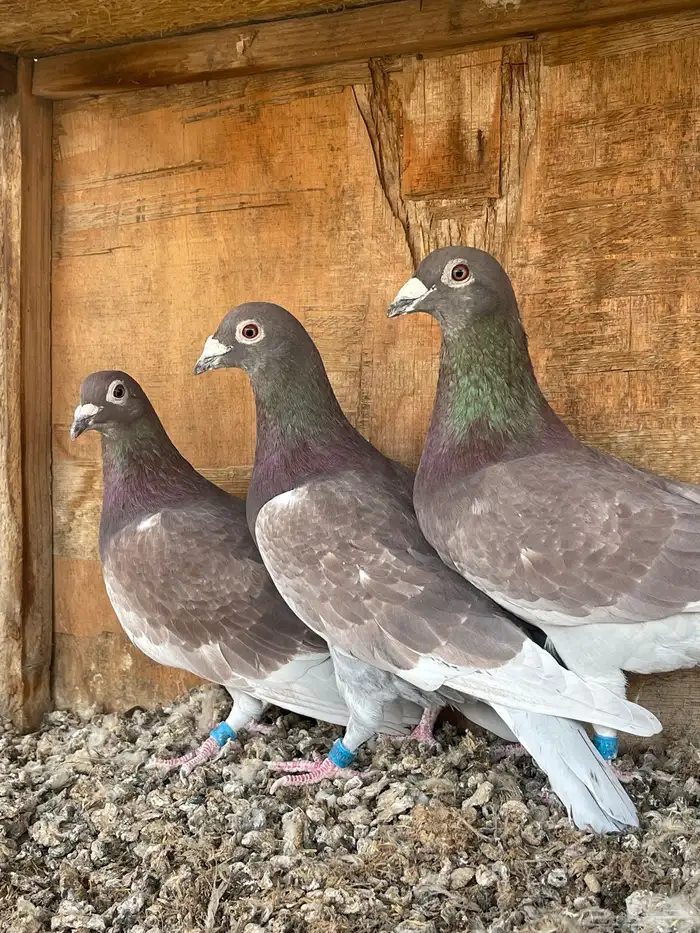 حمام زاجل انتاج 0