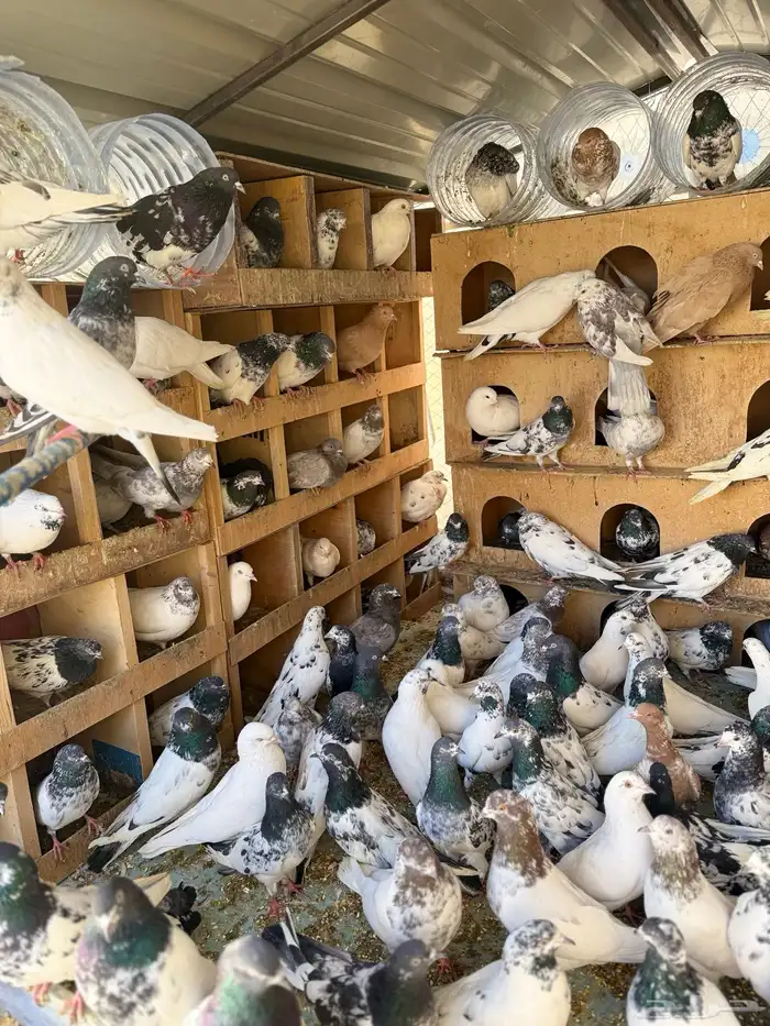 حمام بكستانية توب 10