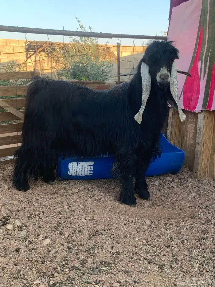 تيس فحل عارضي صنف 1