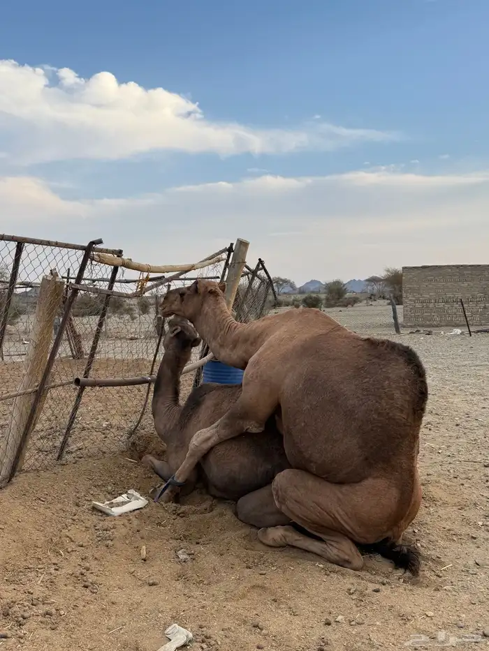 جمل حمر ضراب وعشار وهداوه 14