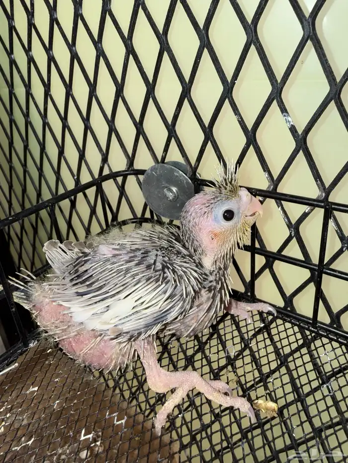 للبيع فروخ كروان 5