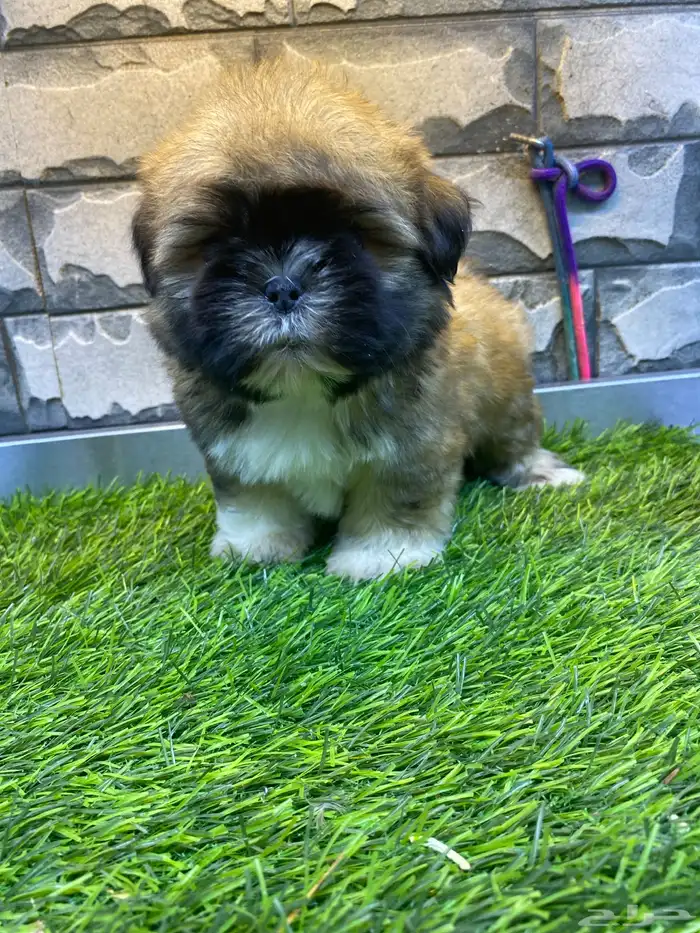 للبيع جراوي شيتزو تي كاب 7