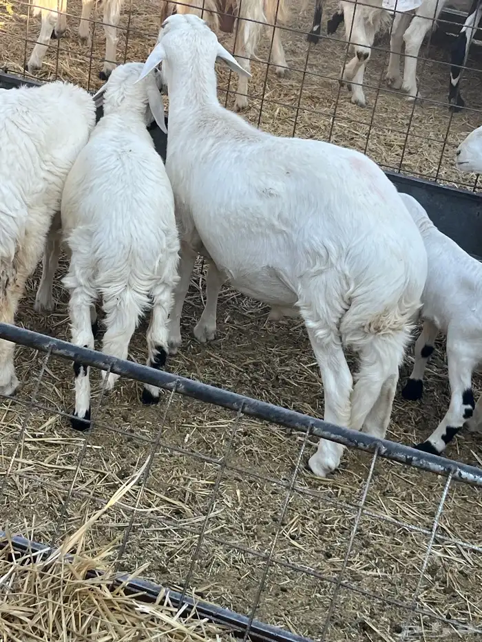 مشاريع فحول هجين مغربي حري 1