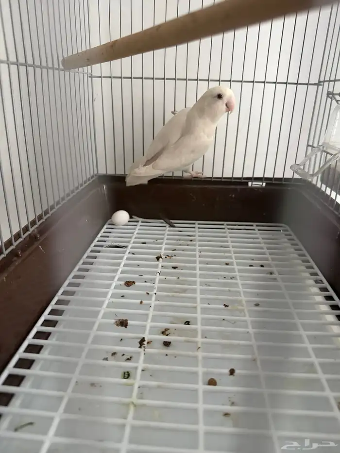 أنث روز البينو 5