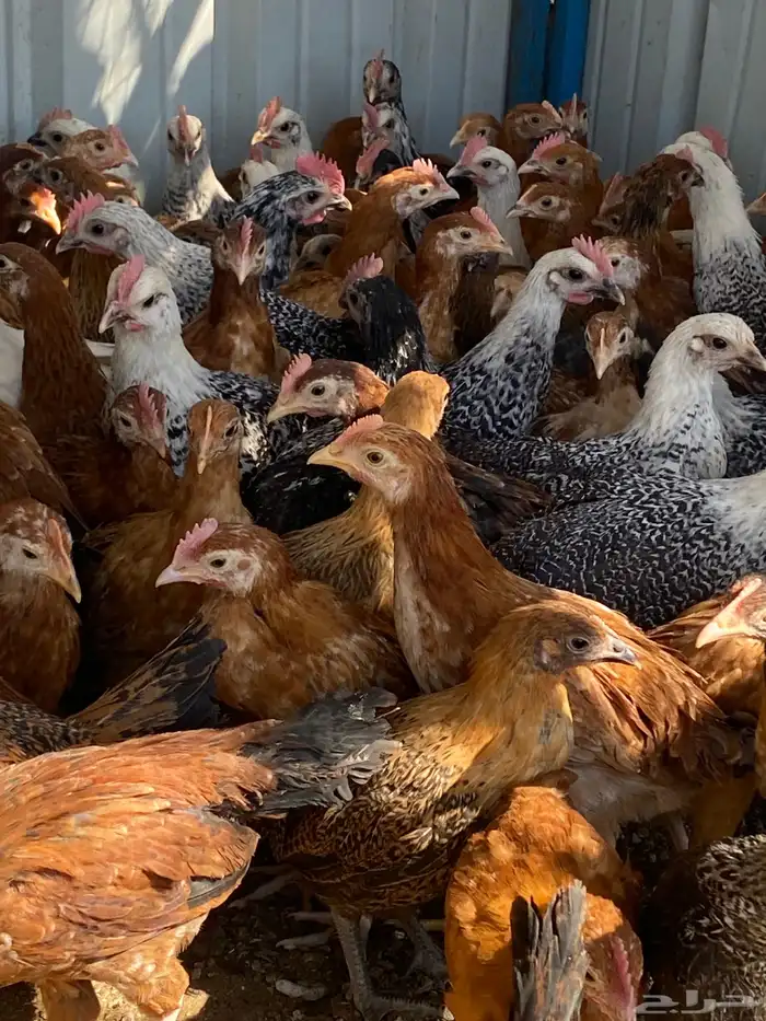 فراريج بلدي فواتح 2