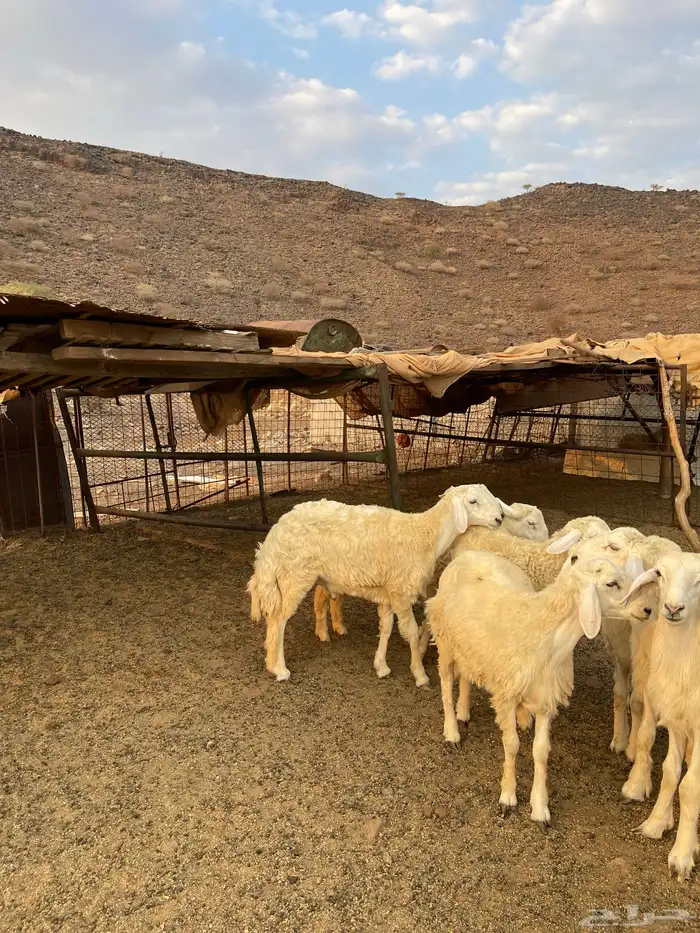 للبيع طليان حريه 2