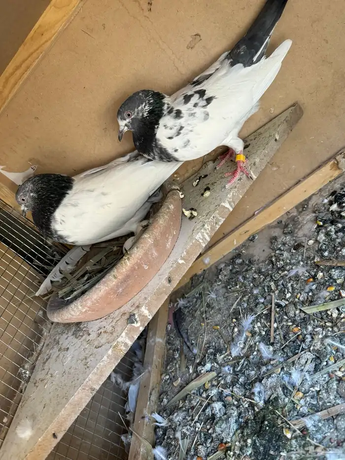 جوز باكستاني منتج 2