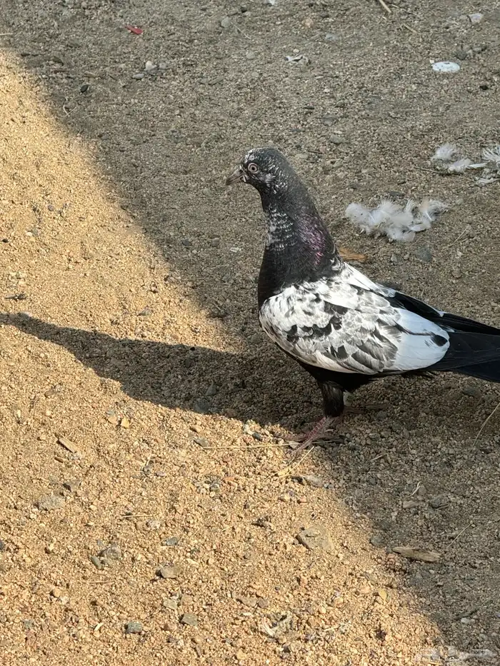 جوز باكستاني منتج بفروخه حاليا 3