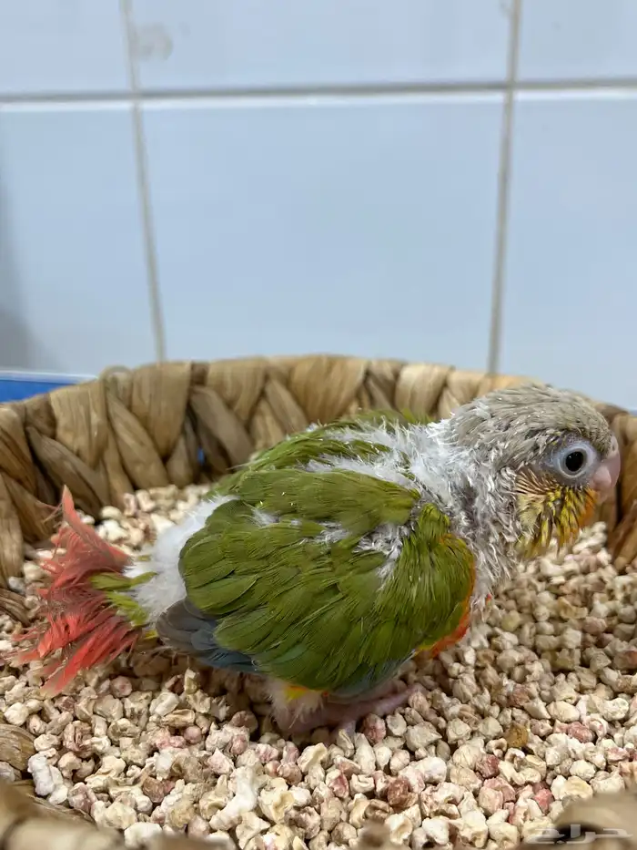 فروخ كنيور اناناس دبل رد فاكتور 1