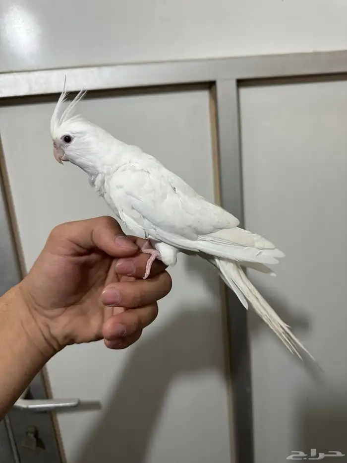 كروان البينو اليف 2