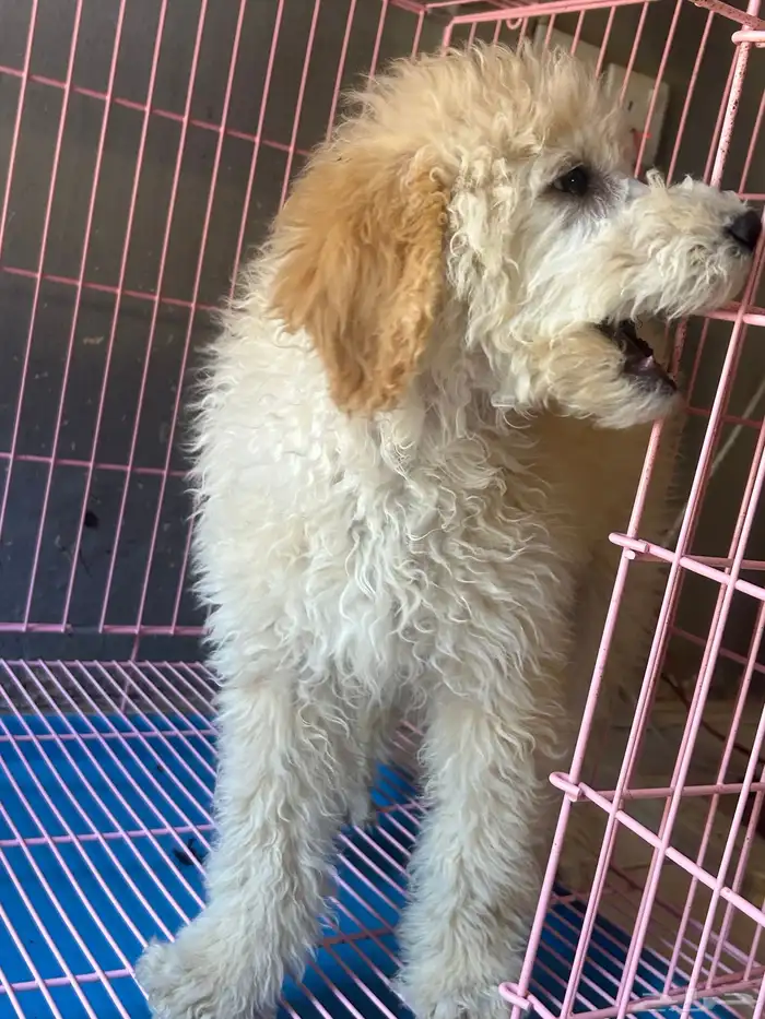 كلاب بودل XL كلاب جميله ولعوبه 4