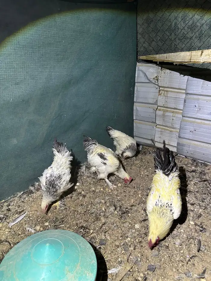 دجاج تركي اللوان تفتح النفس ماشاء الله والبيع سمح 3