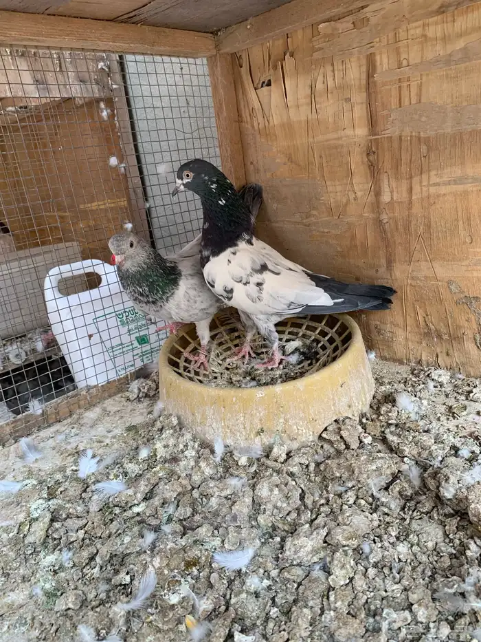 حمام باكستاني للبيع 2