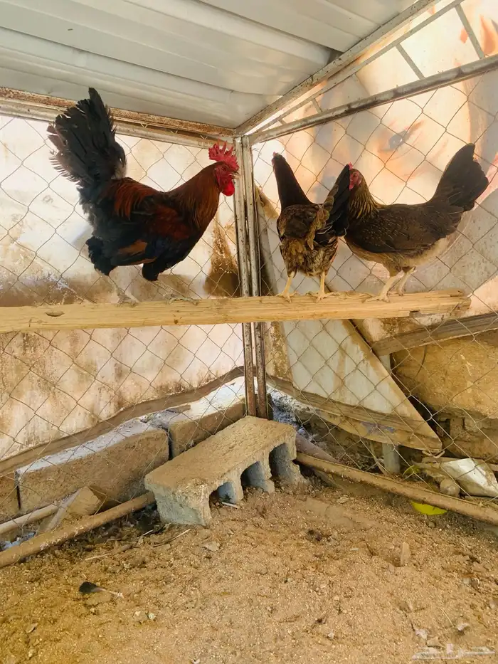 ديكين واربع دجاج عربي 6