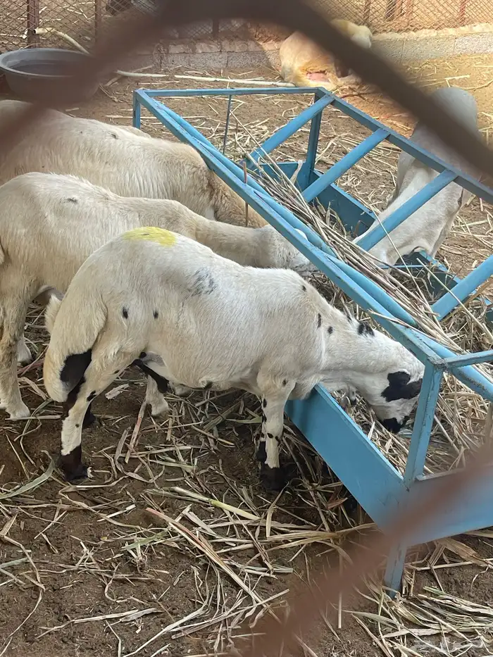 كبش بلدي للبيع المستعجل 0