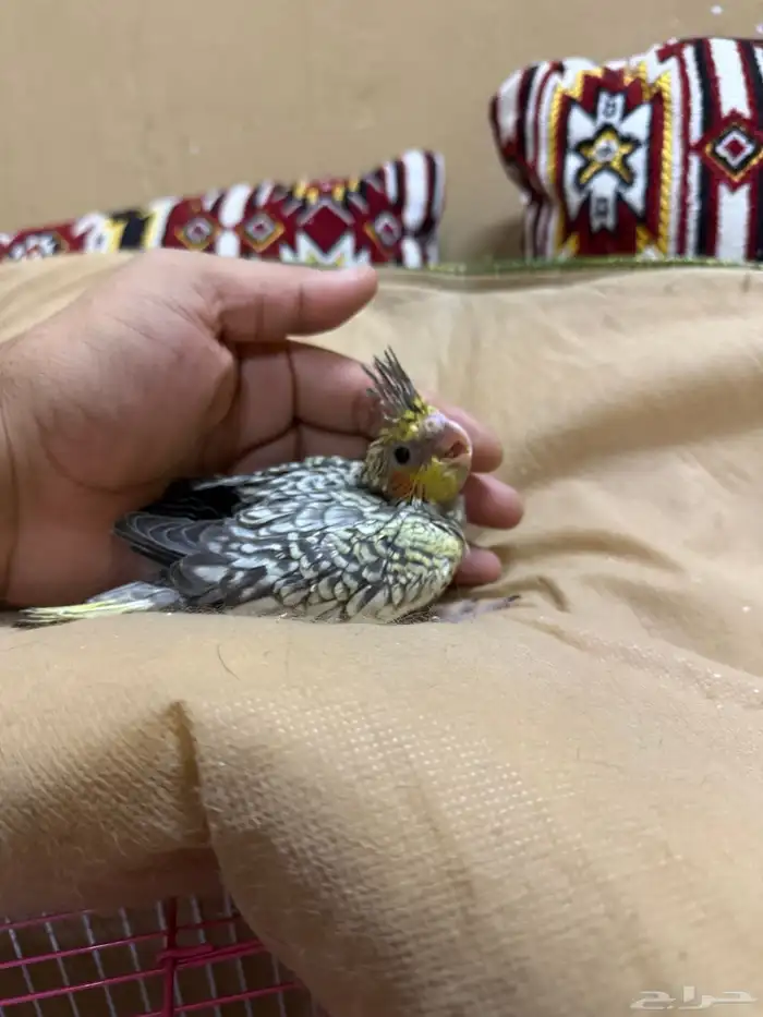 للبيع فرخين كروان 8