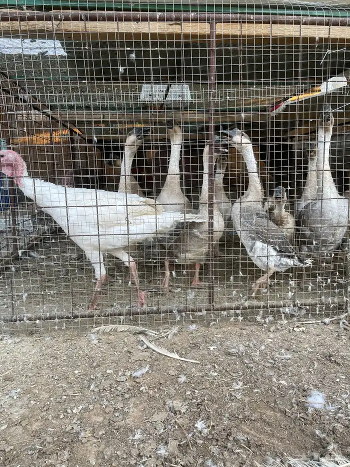 وز عراقي وا أرانب وا ديوك رومي 0