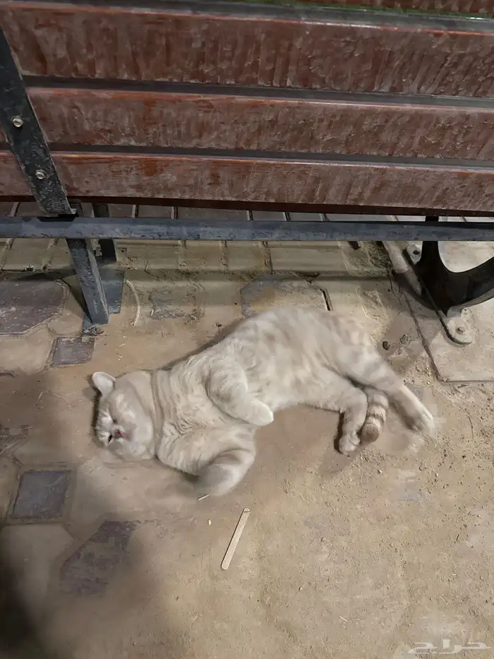 قط ضائع في حديقة المحمديه في البديعة 2