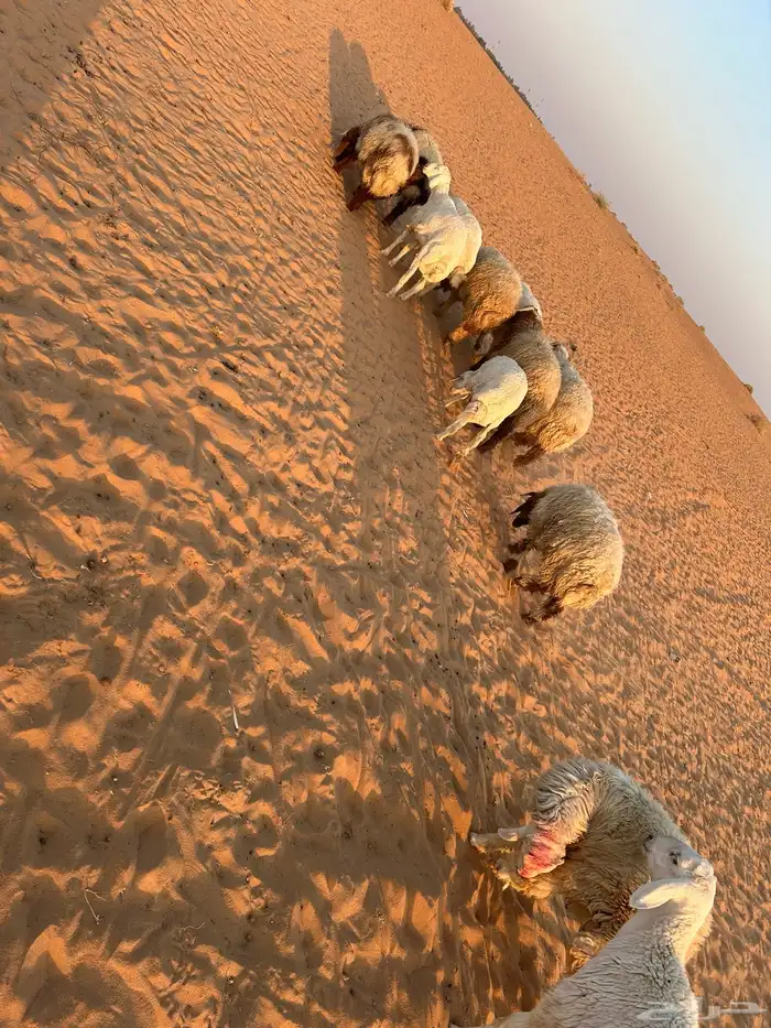 بهم حري ونعيم 2