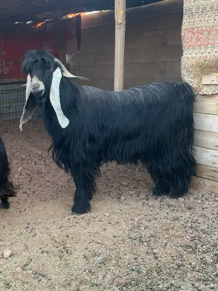 تيس فحل عارضي صنف 0