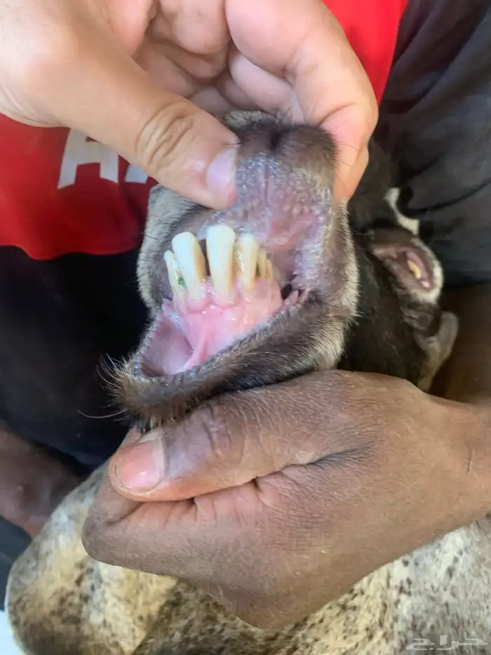 تيس عارض شرط 3