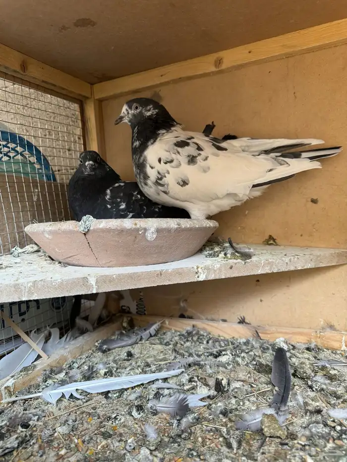 جوز باكستاني منتج بفروخه حاليا 1