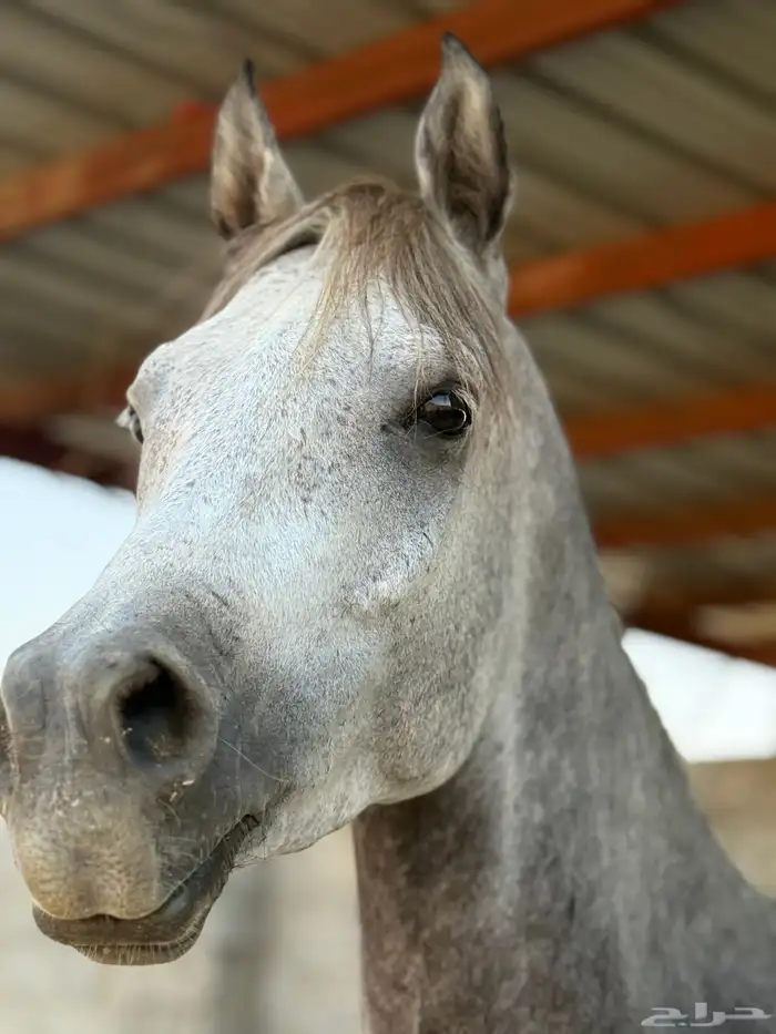 حصان شعبي 2