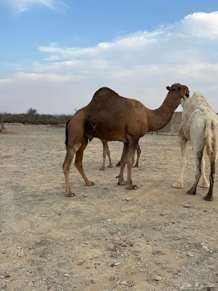 جمل حمر ضراب وعشار وهداوه 11
