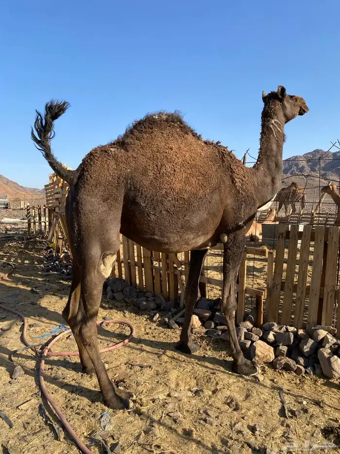 بكره ثنو ملاقي الي فبطنها ثانيها صغيرة سن الحد 8500 3