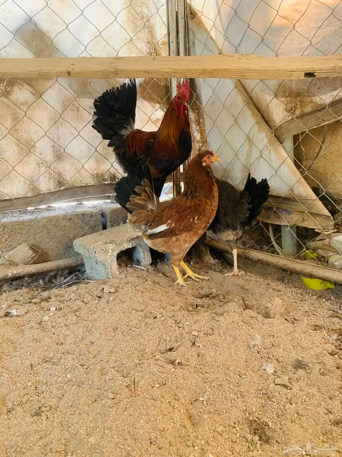 ديكين واربع دجاج عربي 5