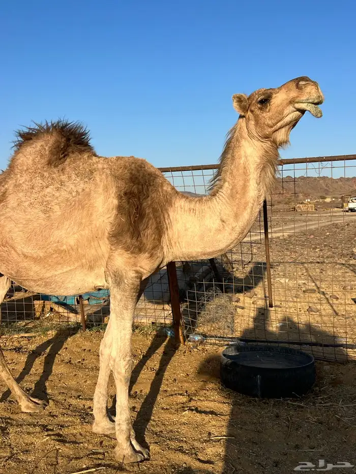 لقحه ملاقي تملى السطل ب 7500 تم البيع 6