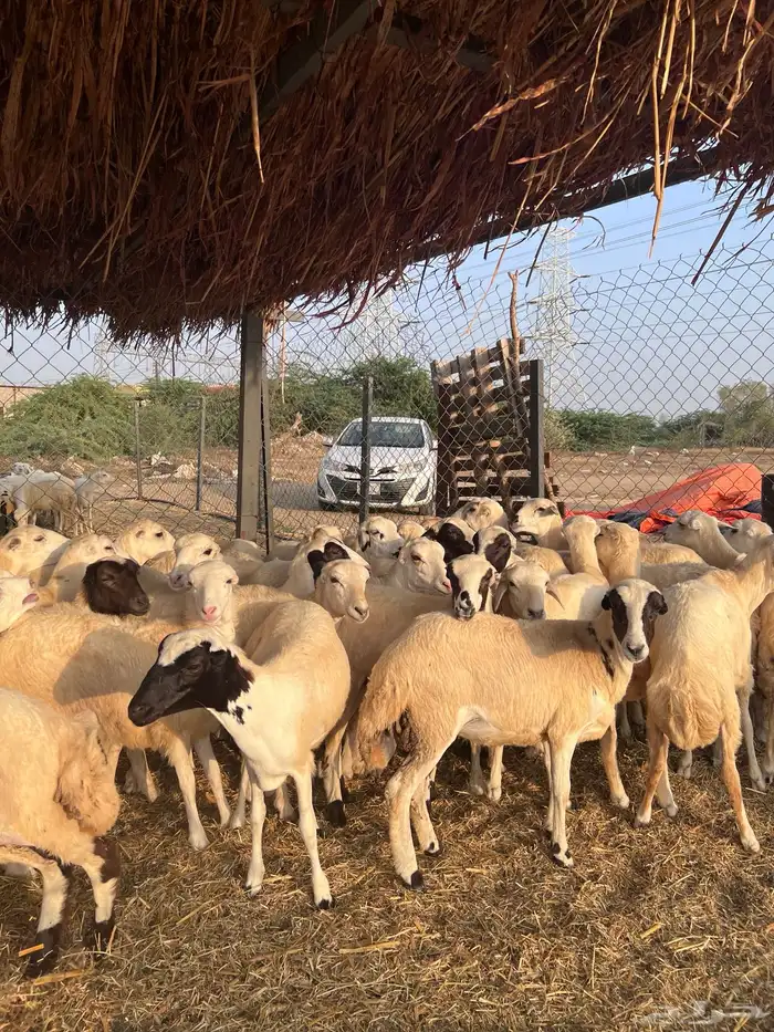 رخال رفيدي من 700 2