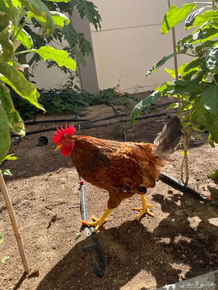 ديك لوهمان براون بيور 1