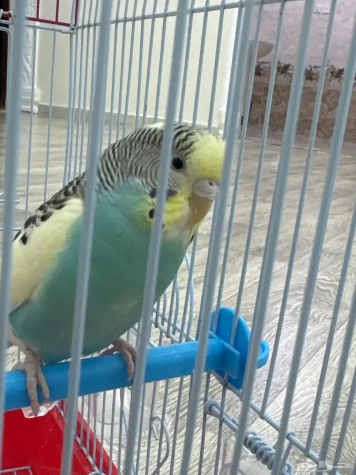 طير من طيور الحب ذكر 1