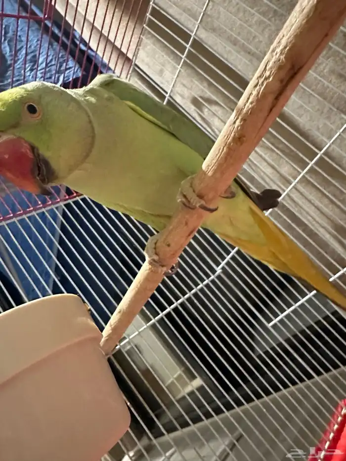 ببغاء الدرة 0