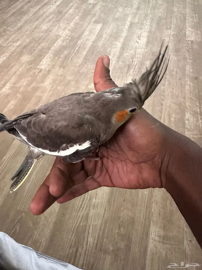 كروان العمر شهرين 1