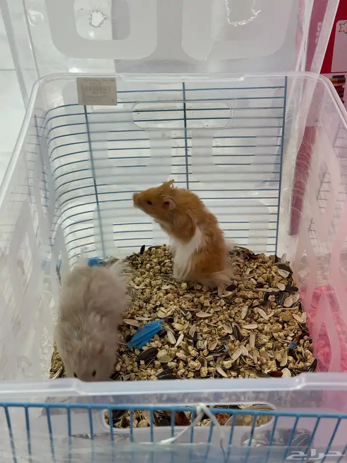 زوج هامستر للبيع 1